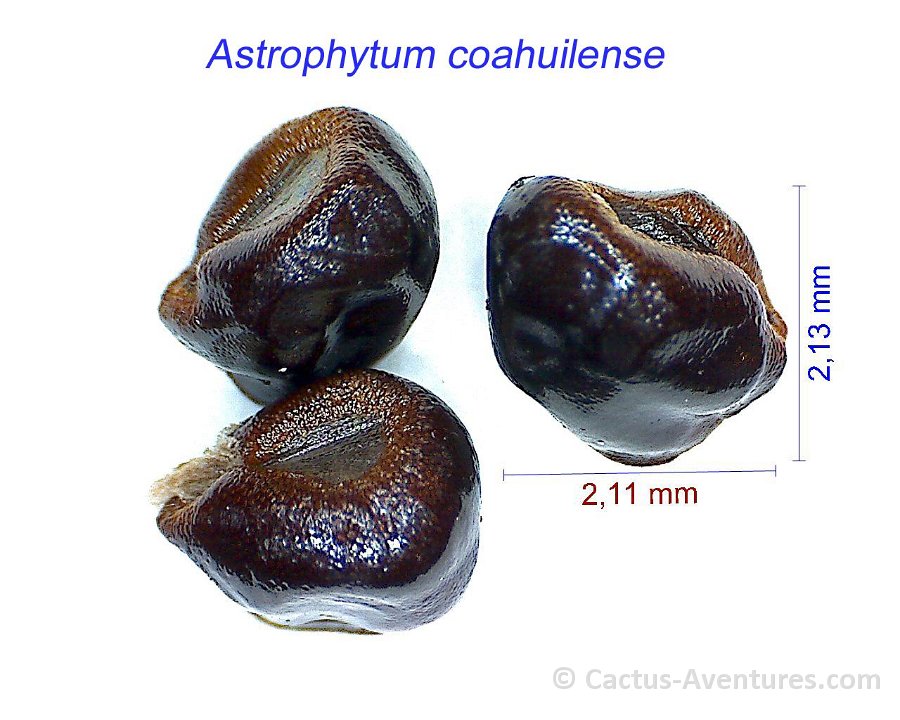 Astrophytum coahuilense HW.jpg1